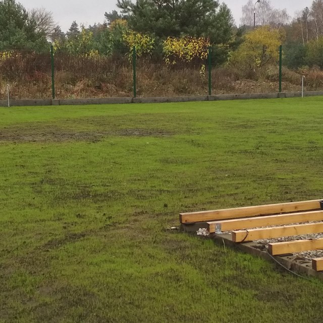 Zakładanie ogrodu Toruń - wschodzące nasiona na trawniku z siewu.
